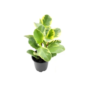Peperomia Obtusifolia Variegated Live Plant – Baby Rubberplant – 4 inch Pot – Indoor - Image 5