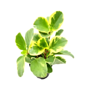 Peperomia Obtusifolia Variegated Live Plant – Baby Rubberplant – 4 inch Pot – Indoor - Image 6