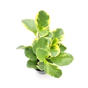 Peperomia Obtusifolia Variegated Live Plant – Baby Rubberplant – 4 inch Pot – Indoor - Image 7