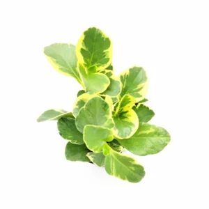 Peperomia Obtusifolia Variegated Live Plant – Baby Rubberplant – 4 inch Pot – Indoor - Image 8