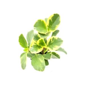 Peperomia Obtusifolia Variegated Live Plant – Baby Rubberplant – 4 inch Pot – Indoor - Image 9