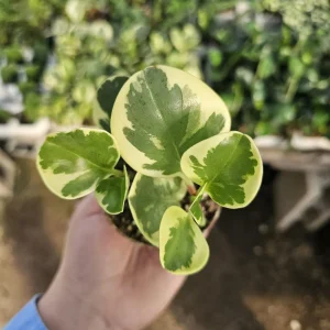 Peperomia Obtusifolia Variegated Live Plant – Radiator Plant – 2in Pot – Indoor - Image 3