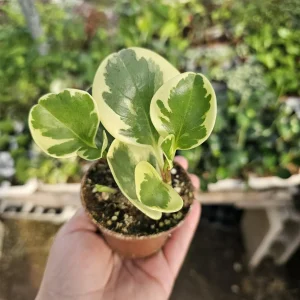 Peperomia Obtusifolia Variegated Live Plant – Radiator Plant – 2in Pot – Indoor - Image 1