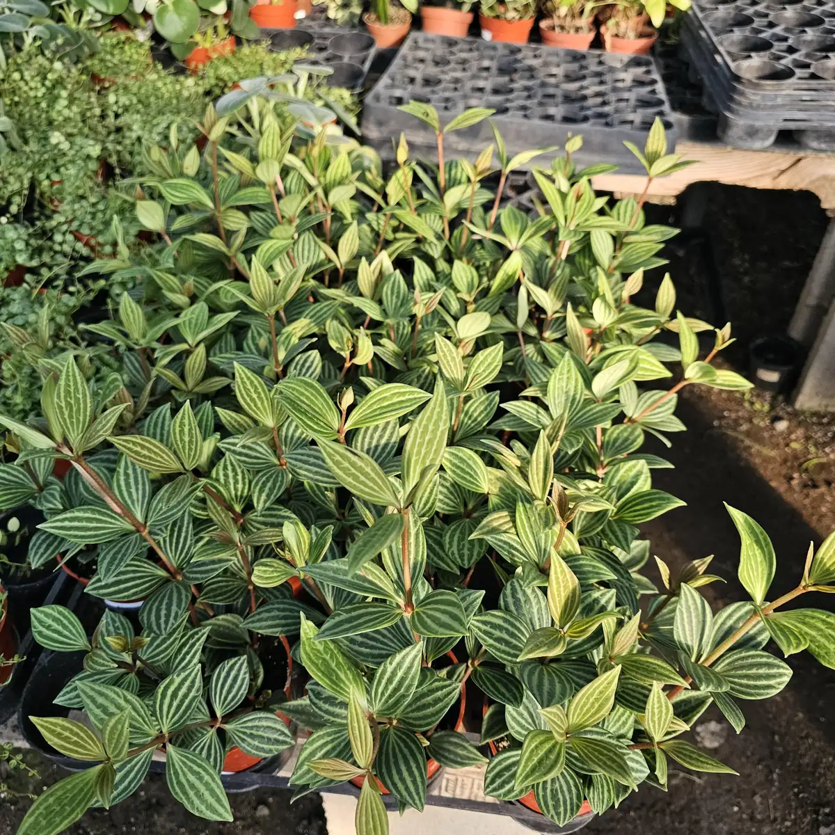 Peperomia Parallel Live Plant - Easy Indoor Houseplant - 2-inch & 4-inch Pots - Image 2