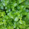 Peperomia Pellucida Seeds - Rau Cang Cua - Over 200 Perennial Vegetable Seeds - Image 1