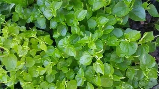 Peperomia Pellucida Seeds - Rau Cang Cua - Over 200 Perennial Vegetable Seeds - Image 1
