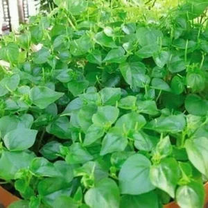 Peperomia Pellucida Seeds - Rau Càng Cua - Shining Bush-Crab Claw Herb Seeds - Image 2