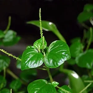 Peperomia Pellucida Seeds - Rau Càng Cua - Shining Bush-Crab Claw Herb Seeds - Image 4