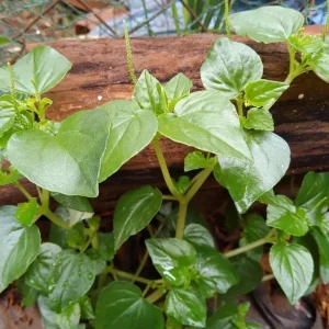 Peperomia Pellucida Seeds - Rau Càng Cua - Shining Bush-Crab Claw Herb Seeds - Image 6