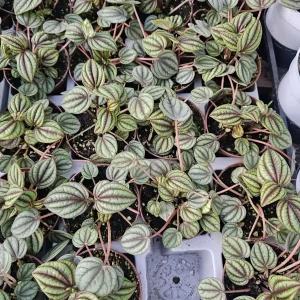 Peperomia Piccolo Banda Live Plant – Easy Care Houseplant – 2in or 4in Pot - Image 2