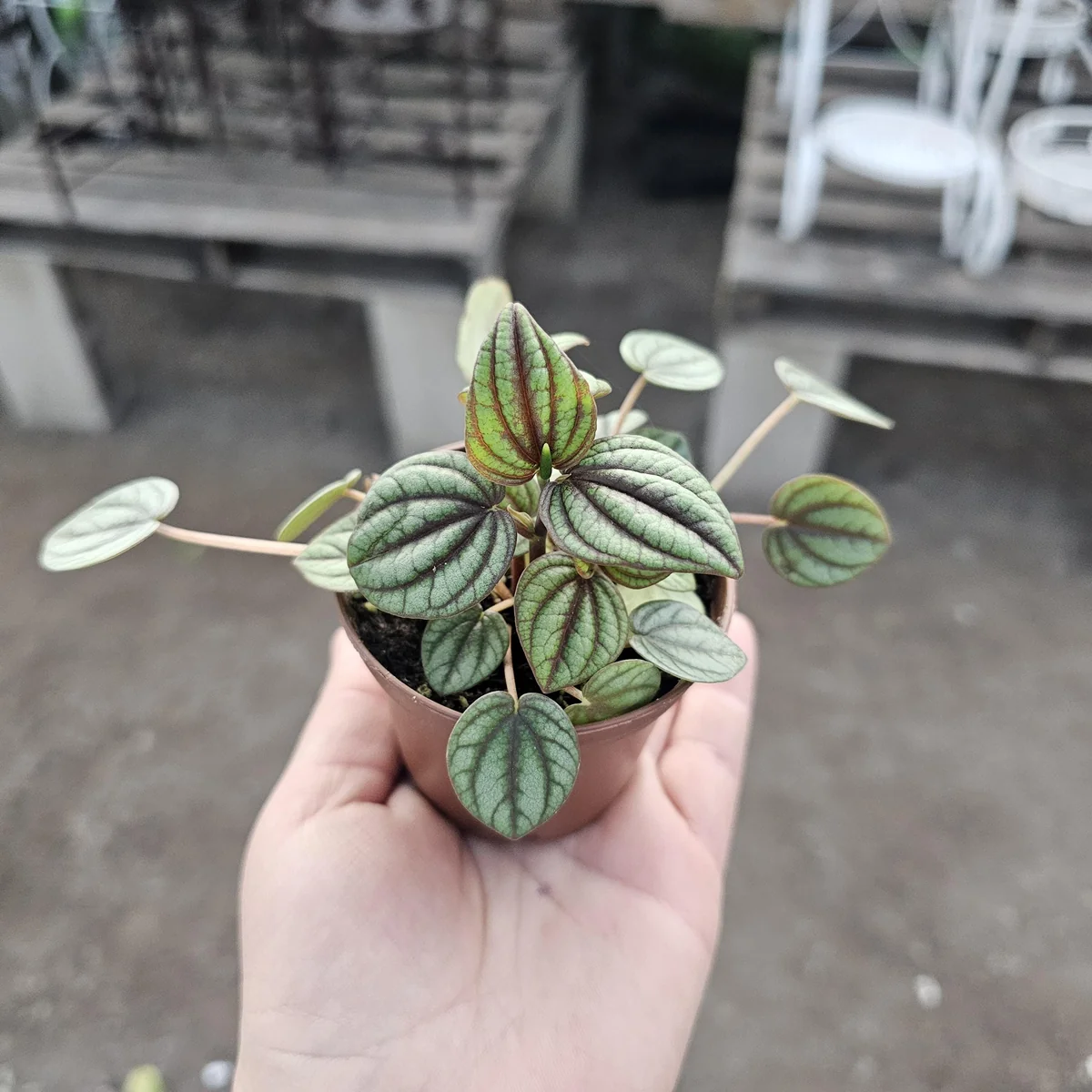 Peperomia Piccolo Banda Live Plant – Easy Care Houseplant – 2in or 4in Pot - Image 3