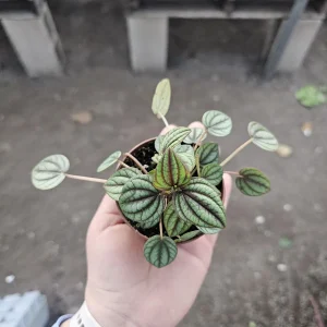 Peperomia Piccolo Banda Live Plant – Easy Care Houseplant – 2in or 4in Pot - Image 4