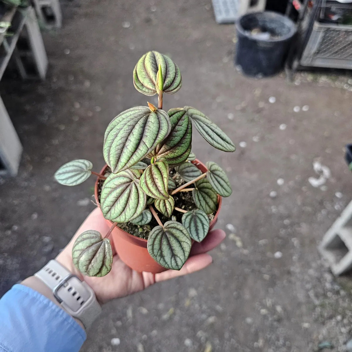 Peperomia Piccolo Banda Live Plant – Easy Care Houseplant – 2in or 4in Pot - Image 8