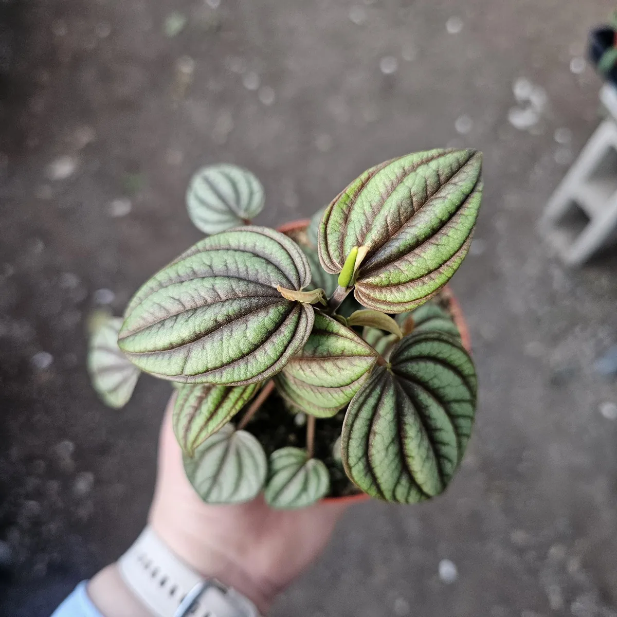 Peperomia Piccolo Banda Live Plant – Easy Care Houseplant – 2in or 4in Pot - Image 9