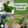 Peperomia Plant Bundle – Assorted Live Baby Rubber Plants – 2in Pots – Indoor - Image 1