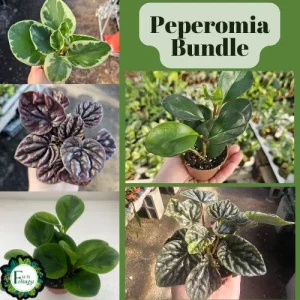 Peperomia Plant Bundle – Assorted Live Baby Rubber Plants – 2in Pots – Indoor - Image 2