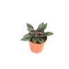 Peperomia Rosso Live Plant – 4 inch Potted Houseplant – Indoor Foliage - Image 1