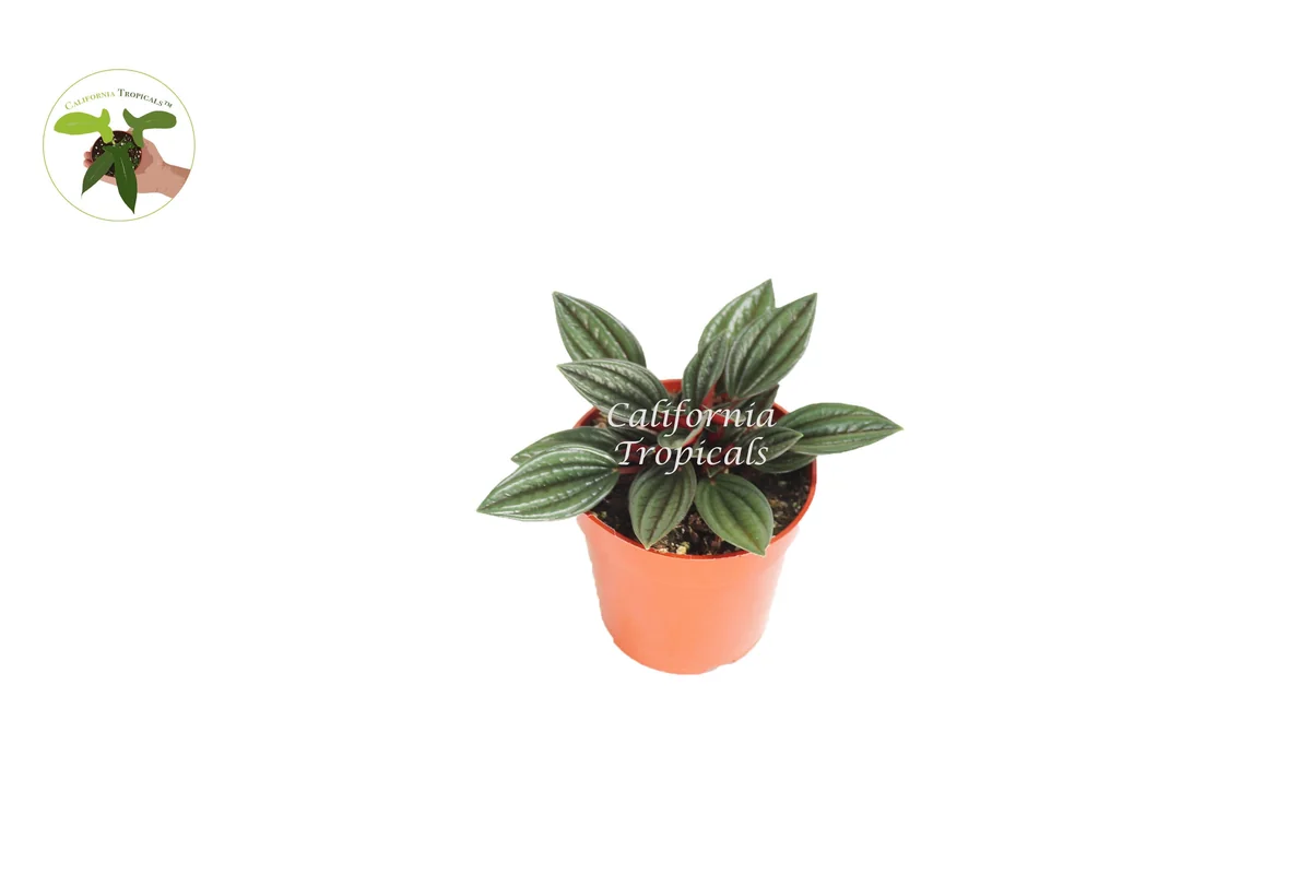 Peperomia Rosso Live Plant – 4 inch Potted Houseplant – Indoor Foliage - Image 1