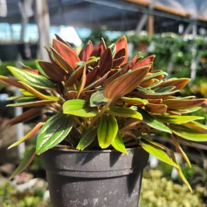 Peperomia Rosso Live Plant - Peperomia Caperata 'Rosso' - Easy Care Houseplant - 4in Pot - Image 3