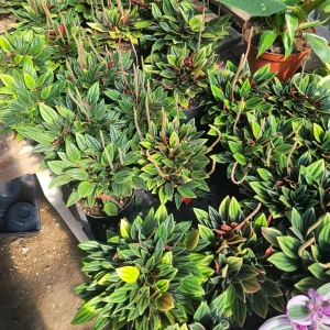 Peperomia Rosso Live Plant - Peperomia Caperata 'Rosso' - Easy Care Houseplant - 4in Pot - Image 4