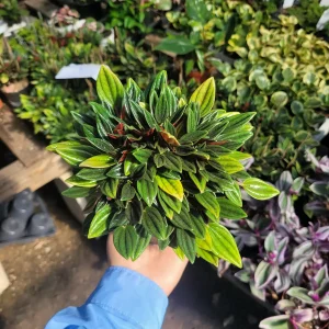 Peperomia Rosso Live Plant - Peperomia Caperata 'Rosso' - Easy Care Houseplant - 4in Pot - Image 5