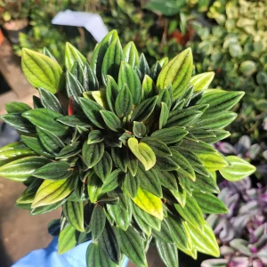 Peperomia Rosso Live Plant - Peperomia Caperata 'Rosso' - Easy Care Houseplant - 4in Pot - Image 6