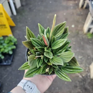 Peperomia Rosso Live Plant - Peperomia Caperata 'Rosso' - Easy Care Houseplant - 4in Pot - Image 7