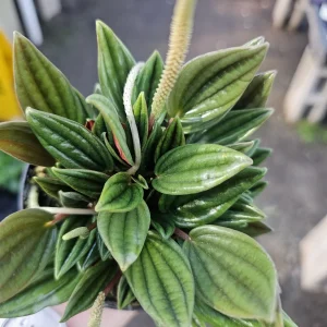 Peperomia Rosso Live Plant - Peperomia Caperata 'Rosso' - Easy Care Houseplant - 4in Pot - Image 8