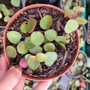 Peperomia 'Ruby Cascade' Live Plant – Trailing Succulent for Indoors - Image 1