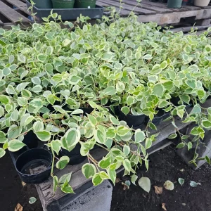 Peperomia Scandens Variegata Live Plant - Cupid Peperomia - 2in or 4in Pot - Indoor - Image 2