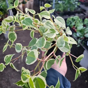 Peperomia Scandens Variegata Live Plant - Cupid Peperomia - 2in or 4in Pot - Indoor - Image 3