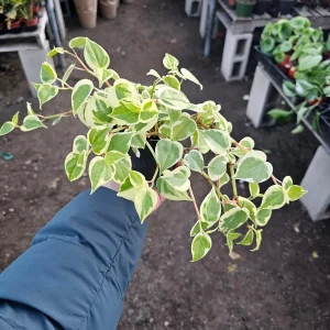 Peperomia Scandens Variegata Live Plant - Cupid Peperomia - 2in or 4in Pot - Indoor - Image 1