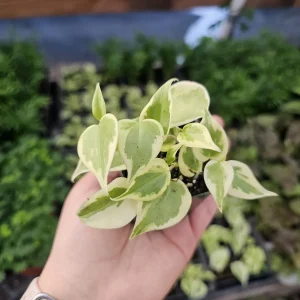 Peperomia Scandens Variegata Live Plant - Cupid Peperomia - 2in or 4in Pot - Indoor - Image 4