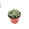 Peperomia Tetragona (Watermelon Stilt) Live Plant – 4 inch Pot – Indoor - Image 1