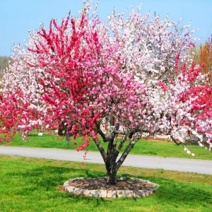 Peppermint Flowering Peach Tree - 2-3 ft Live Plant - 3 Gallon Pot - Outdoor Ornamental - Image 1