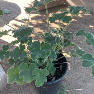 Peppermint Geranium Live Plant – 6 Inch Pot – Fragrant Indoor/Outdoor Herb - Image 2