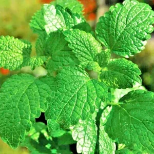Peppermint Herb Seeds - Heirloom, Non-GMO for Indoor & Outdoor Gardens - Image 2