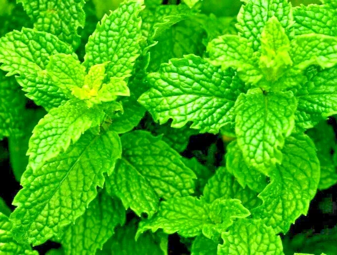 Peppermint Herb Seeds - Heirloom, Non-GMO for Indoor & Outdoor Gardens - Image 1