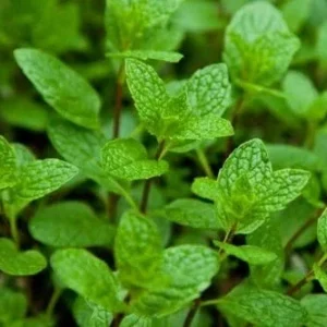 Peppermint Live Edible Aromatic Herb Plant – Chocolate Mint – Easy Care – 7 in - Image 1