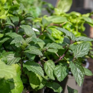 Peppermint Live Plant – 4-inch Pot – Fragrant Culinary Herb – Indoor/Outdoor - Image 2