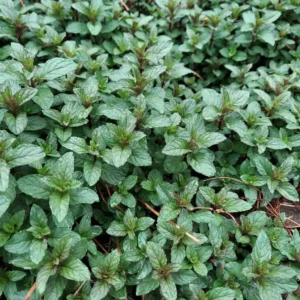 Peppermint Live Plant – 4-inch Pot – Fragrant Culinary Herb – Indoor/Outdoor - Image 3