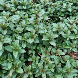 Peppermint Live Plant – 4-inch Pot – Fragrant Culinary Herb – Indoor/Outdoor - Image 3