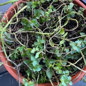 Peppermint Live Plant – 4-inch Pot – Fragrant Culinary Herb – Indoor/Outdoor - Image 4