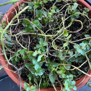 Peppermint Live Plant – 4-inch Pot – Fragrant Culinary Herb – Indoor/Outdoor - Image 4