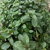 Peppermint Live Plant - Mentha x piperita - Aromatic Culinary Herb - Image 1