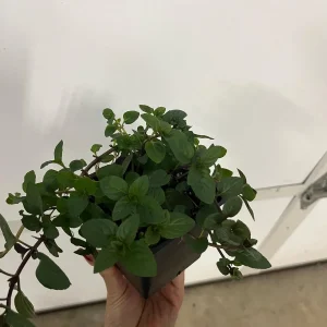 Peppermint Live Plant - Mentha x piperita - Aromatic Culinary Herb - Image 2