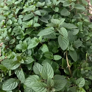 Peppermint Live Plant - Mentha x piperita - Aromatic Culinary Herb - Image 1