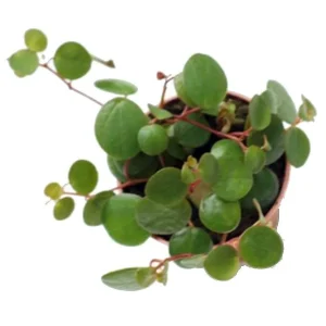 Pepperspot Peperomia Live Plant - Easy Houseplant, 2.5 inch Pot - Image 2
