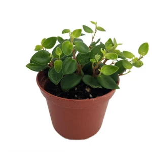 Pepperspot Peperomia Live Plant - Easy Houseplant, 2.5 inch Pot - Image 1