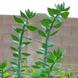 Pereskiopsis Live Cuttings - Organic Graft Stock - Live Plant - Image 2